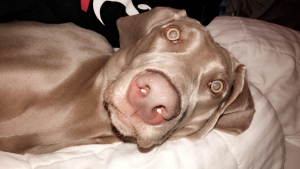 Beautiful Weimaraner  Listing Image