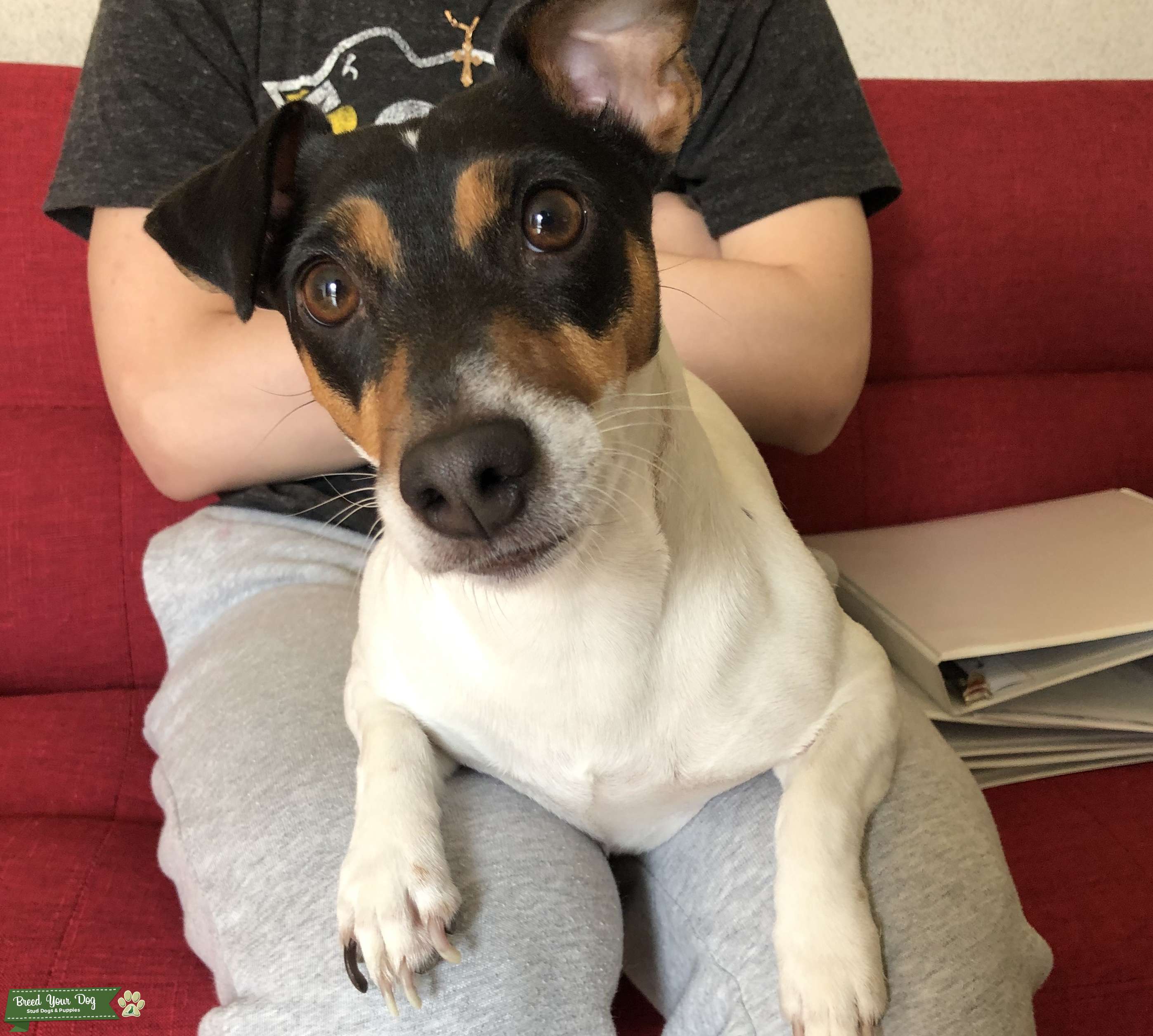 Pure Breed 100 Jack Russel Stud Dog in New York City, the United States Breed Your Dog