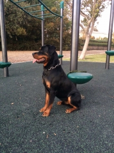 American Rottweiler Stud Listing Image