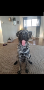 English mastiff  Listing Image