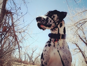 Harlequin Great Dane Listing Image