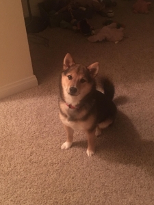 Stud Shiba Inu Listing Image