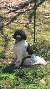 Parti Golden Doodle stud Listing Image
