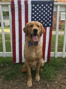 Stud Golden Retriever Listing Image