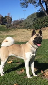 Female Akita  Listing Image