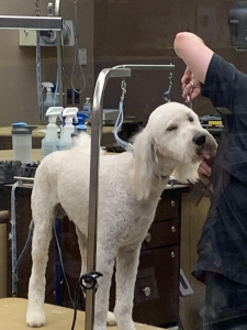 F1b golden doodle  Listing Image