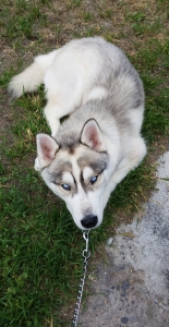 Siberian Husky stud Listing Image
