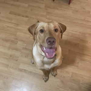 Stud dog! Labrador retriever  Listing Image