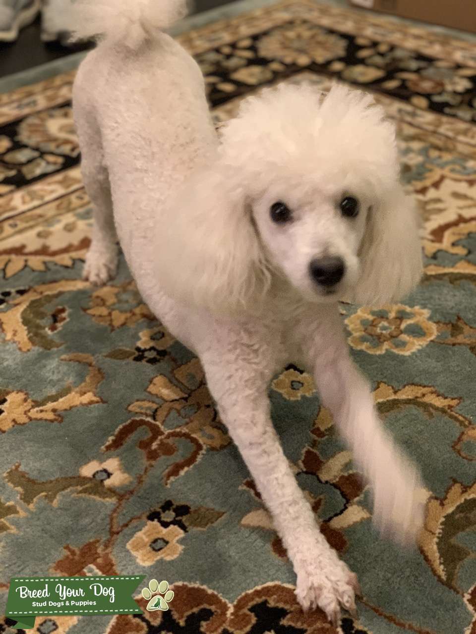 purebred mini poodle