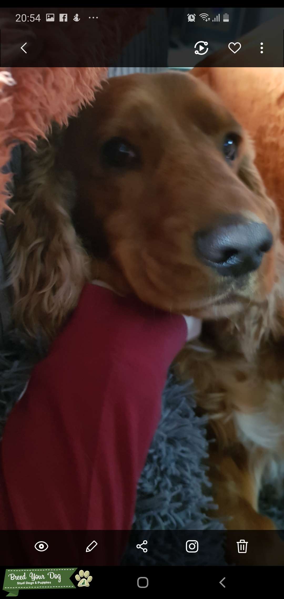 Health tested cocker spaniel stud Stud Dog in Gloucestershire, the United States Breed Your Dog