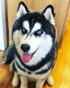 Siberian husky Listing Image