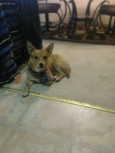 Chiweenie Listing Image