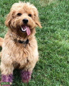 Mini Goldendoodle Stud Listing Image