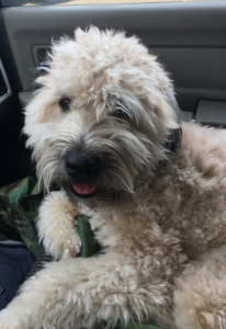 Soft Coated Wheaton Terrier Stud Listing Image