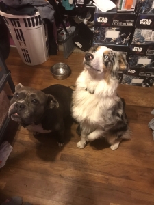 Handsome blue Merle  Listing Image