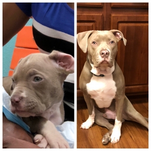 Champagne Bully Listing Image