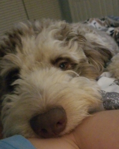 F1 Standard Aussiedoodle Listing Image