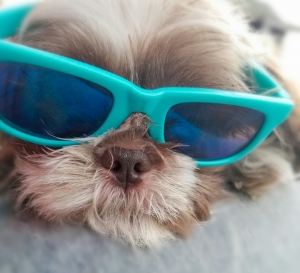 Teacup Shih tzu  Listing Image