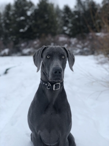 2 Year Old Blue Weim  Listing Image