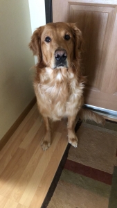 Golden Retriever Stud Listing Image