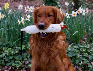 Performance Golden Retriever Stud Listing Image
