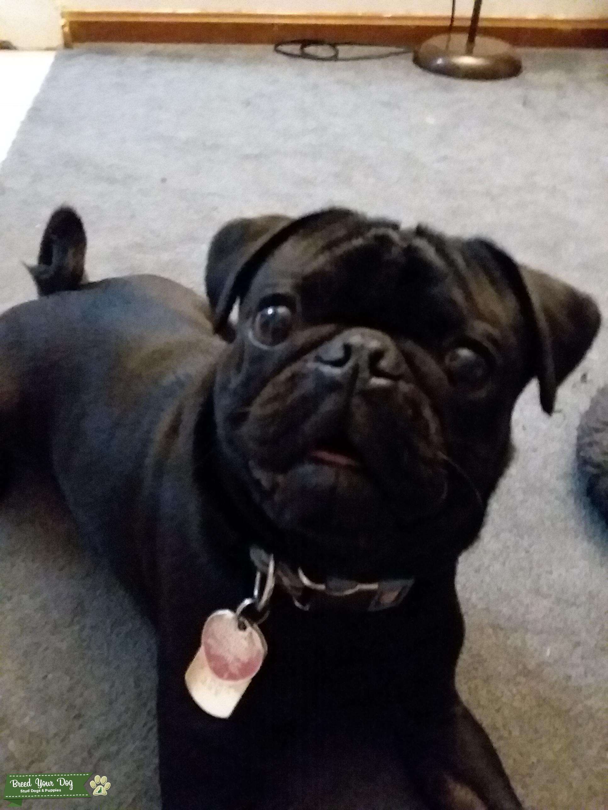 black male pug