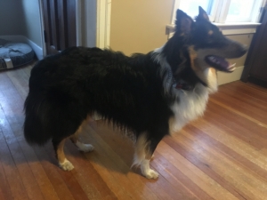 Rough Collie for Stud Listing Image