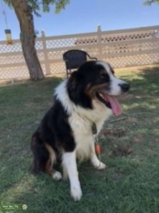 Australian Sheperd Stud dog Listing Image