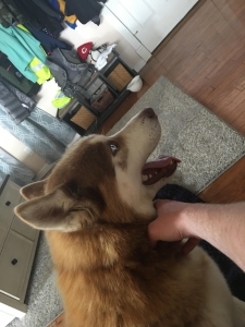 CKC Pure Breed Red Husky Listing Image