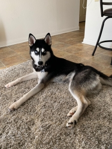 Black and White Siberian Husky- male Listing Image