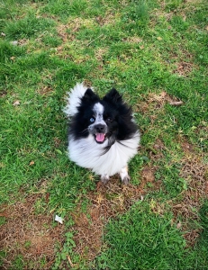 Beautiful Blue Merle Pomeranian Stud Listing Image