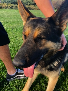 GERMAN SHEPARD, 2 years old Listing Image
