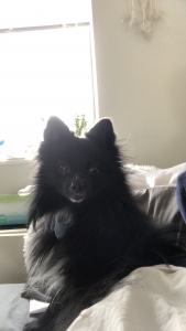 Black purebred Pom  Listing Image