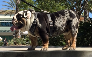 Stud English Bulldog Listing Image