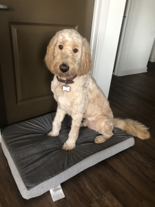 F1b Goldendoodle  Listing Image
