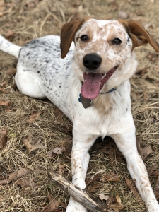 Australia Shepherd/Heeler Listing Image
