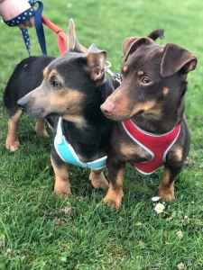 chocolate jack russell puppies