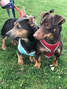 chocolate and tan jack russell puppies