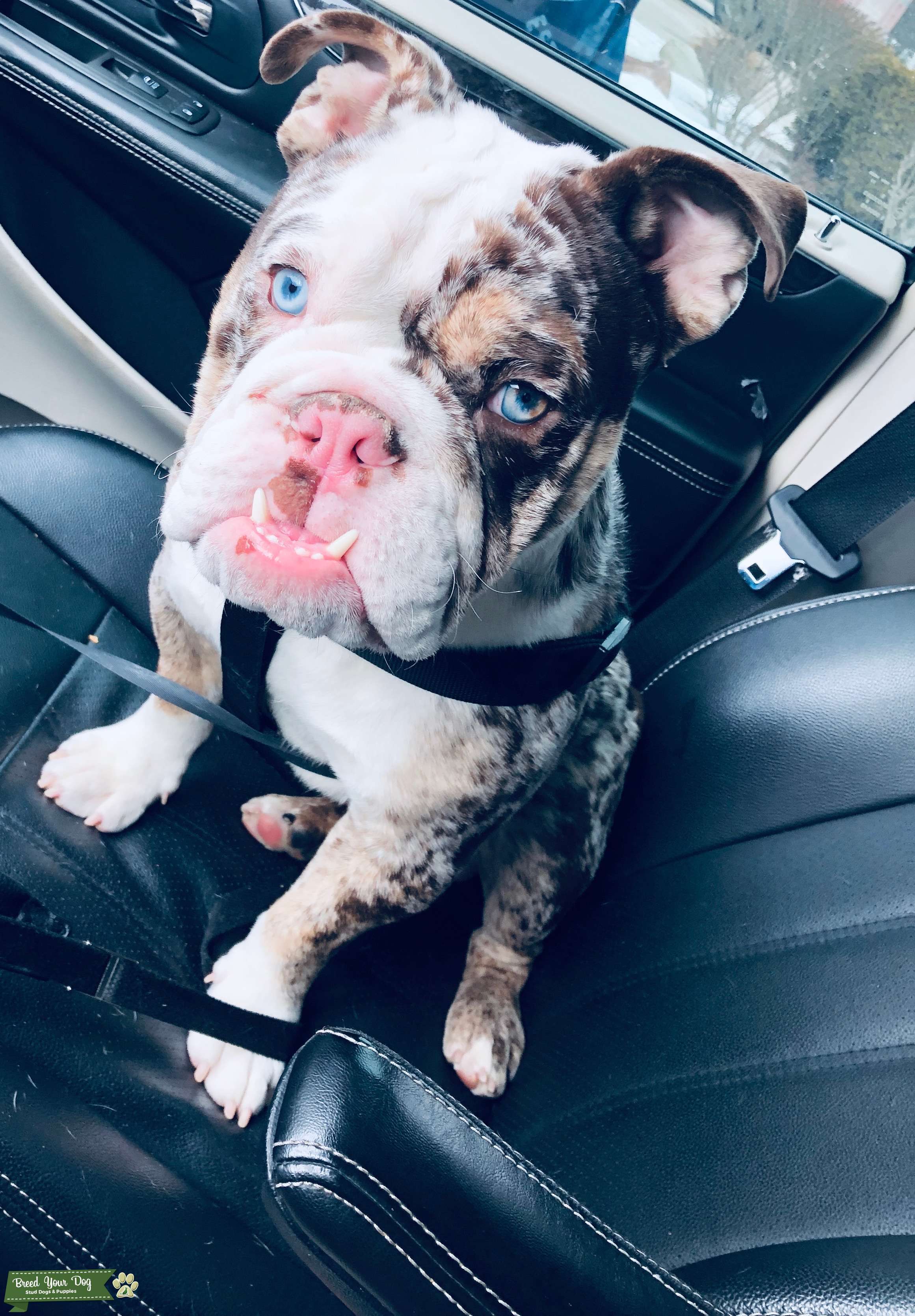 Chocolate tri Merle English bulldog Stud Dog in Illinois , United