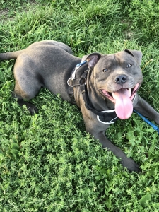 blue staffy stud dogs near me