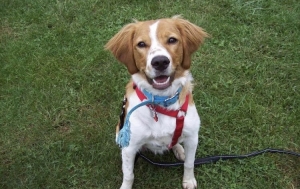 French Brittany Female Listing Image