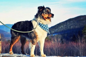 Miniature Australian Shepherd  Listing Image
