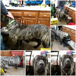 AKC English mastiff Stud Service Listing Image