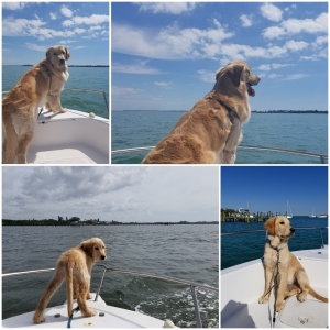 Beautiful Golden Retriever Big Boy Listing Image