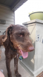 Brown/Silver Labradoodle  Listing Image