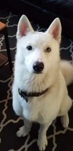 Loving Calm Husky Needs Girlfriend Listing Image