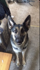 Purebred German Shepherd  Listing Image