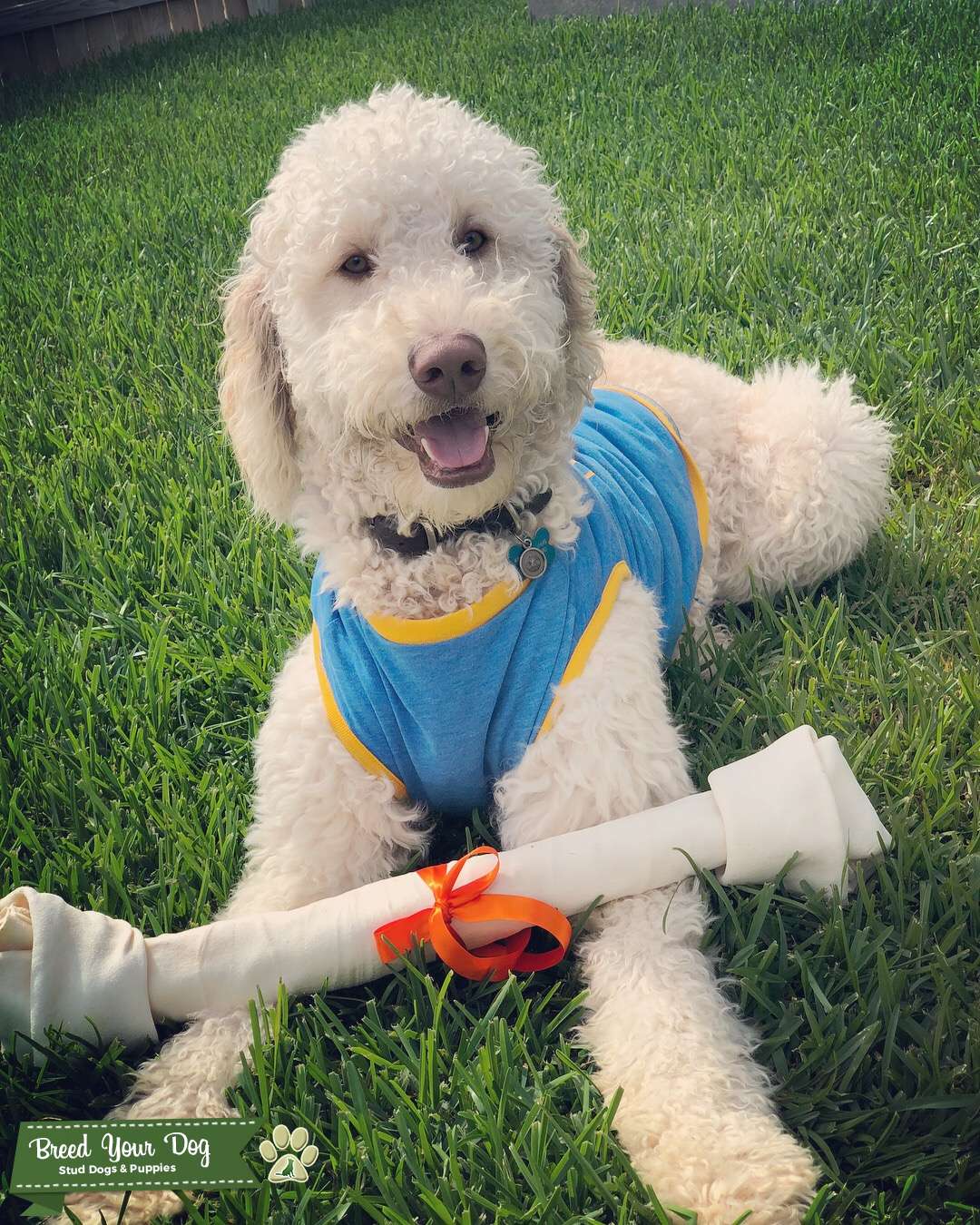 Tan Standard Goldendoodle Stud Dog Texas Breed Your Dog