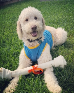 Tan Standard Goldendoodle Listing Image