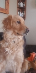 Female golden retriever  Listing Image